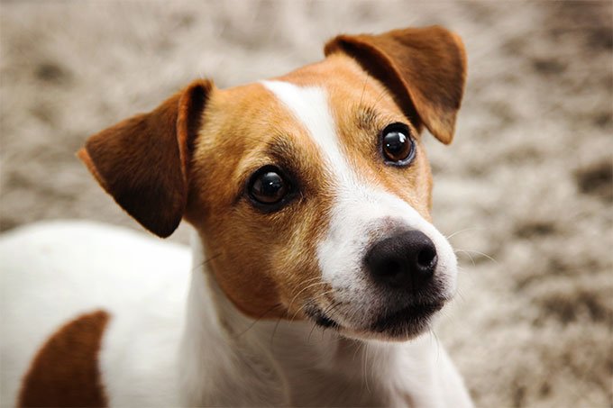Popular British Jack Russell Terrier is Good for Ratting - Patterjack